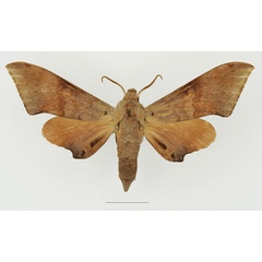 /filer/webapps/moths/media/images/C/convexus_Neopolyptychus_AM_Basquin_01a.jpg