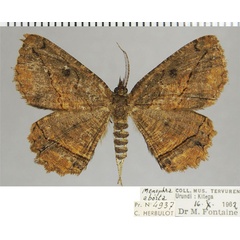 /filer/webapps/moths/media/images/A/aborta_Menophra_AM_ZSMa.jpg