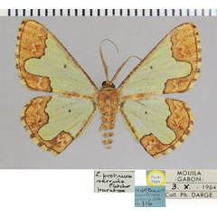 /filer/webapps/moths/media/images/S/serrula_Zamarada_PTM_ZSMa.jpg