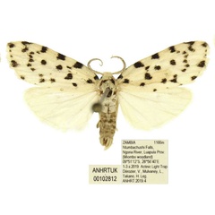 /filer/webapps/moths/media/images/A/atriguttata_Siccia_AM_ANHRT.jpg