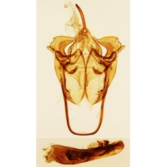 /filer/webapps/moths/media/images/I/incerta_Phryganopteryx_GMPT_MNHN_Toulgoet_9013.jpg