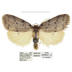 /filer/webapps/moths/media/images/A/africana_Spatulosia_AM_ANHRT_03.jpg