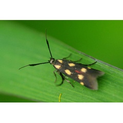 /filer/webapps/moths/media/images/L/laetissima_Scythris_A_King_02.jpg