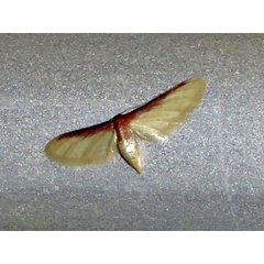 /filer/webapps/moths/media/images/U/umbricosta_Idaea_A_Braun.jpeg