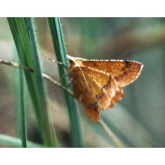 /filer/webapps/moths/media/images/L/leucicolor_Petrodava_A_Roland_01.jpg