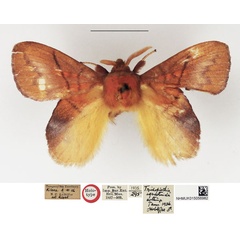 /filer/webapps/moths/media/images/E/eothina_Trichopisthia_HT_NHMUK.jpg