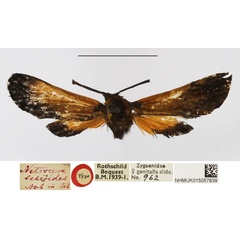 /filer/webapps/moths/media/images/S/setioides_Netrocera_HT_NHMUK.jpg