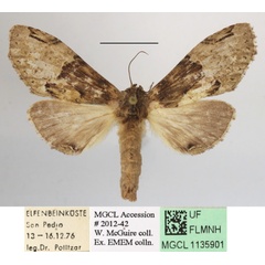 /filer/webapps/moths/media/images/V/viridipulverea_Chlorochadisra_A_MGCLa_04.JPG