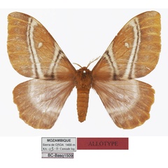 /filer/webapps/moths/media/images/M/manicaensis_Urota_AT_Basquin.jpg