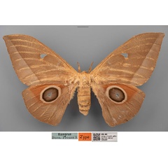 /filer/webapps/moths/media/images/E/erythrotes_Bunaea_STF_MfNa.jpg