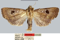 Athetis perineti