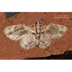 /filer/webapps/moths/media/images/L/lita_Pasiphila_A_Riddell_02.jpg
