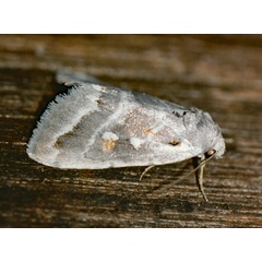 /filer/webapps/moths/media/images/D/damarana_Escarpamenta_A_Roland_02.jpg