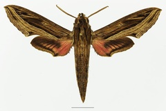 Hippotion aporodes
