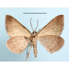 /filer/webapps/moths/media/images/F/ferridotata_Scotopteryx_A_MGCLb_01.JPG