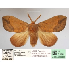 /filer/webapps/moths/media/images/B/bettoni_Trotonotus_A_MGCLa_01.JPG