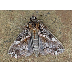 /filer/webapps/moths/media/images/M/maillardi_Callopistria_A_Voaden.jpg