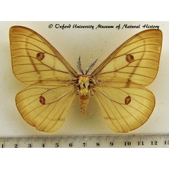 /filer/webapps/moths/media/images/A/apollina_Ceranchia_A_OUMNH.jpg
