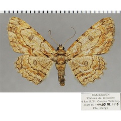 /filer/webapps/moths/media/images/R/renimacula_Orbamia_AF_ZSM.jpg