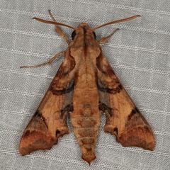 /filer/webapps/moths/media/images/P/pylas_Temnora_A_Heyns_02.jpg