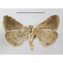 /filer/webapps/moths/media/images/F/fulvirufa_Acontia_A_MGCLb_01.JPG