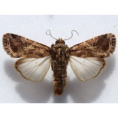 /filer/webapps/moths/media/images/L/littoralis_Spodoptera_A_Goff_01.jpg