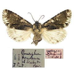 /filer/webapps/moths/media/images/L/limbata_Berionycta_PT_MSNM.jpg