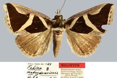 Fodina madagascariensis