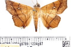 Gracilodes caffra