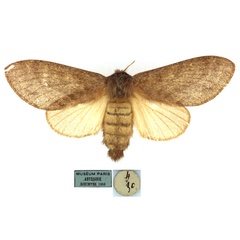 /filer/webapps/moths/media/images/H/hyatti_Bombycopsis_AF_MNHN.jpg