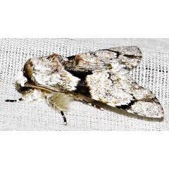 /filer/webapps/moths/media/images/S/senex_Thiacidas_A_Braun_10.jpg