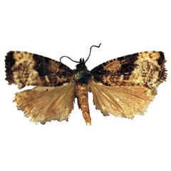 /filer/webapps/moths/media/images/T/transmutata_Crimnologa_AM_RMCA.jpg