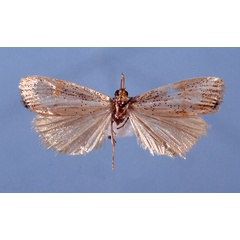 /filer/webapps/moths/media/images/H/hermione_HT.jpg