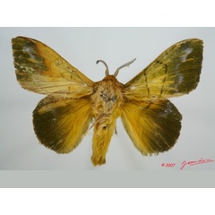 /filer/webapps/moths/media/images/T/tessmanni_Lechriolepis_AM_Alberta_01.jpg