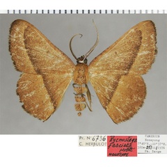 /filer/webapps/moths/media/images/F/fasciata_Pycnostega_HT_ZSMa.jpg