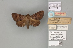 Lophotavia merulina