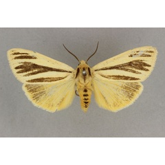 /filer/webapps/moths/media/images/D/dorsalis_Popoudina_AF_BMNH.jpg