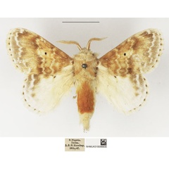 /filer/webapps/moths/media/images/M/magna_Eucraera_AM_NHMUK.jpg