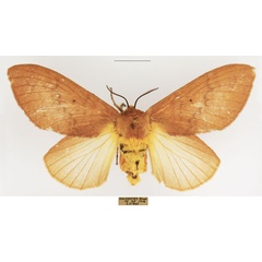 /filer/webapps/moths/media/images/S/sanguicincta_Leptometa_AF_TMSA_01.jpg