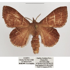 /filer/webapps/moths/media/images/R/rectilineata_Euwallengrenia_AM_TMSA_01.jpg
