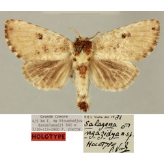 /filer/webapps/moths/media/images/N/ngazidya_Salagena_HT_MNHN_OybaAGS.jpg