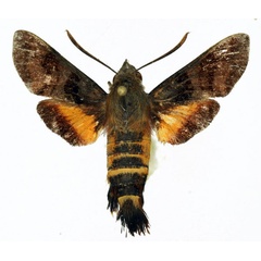 /filer/webapps/moths/media/images/T/trochilus_Macroglossum_AM_Basquin.jpg