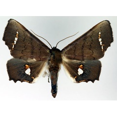 /filer/webapps/moths/media/images/V/vitrea_Episparis_AF_Aulombard.jpg