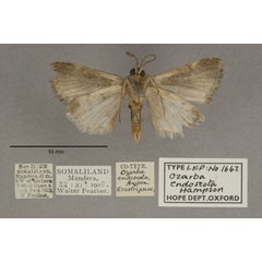 /filer/webapps/moths/media/images/E/endoscota_Ozarba_PTM_OUMNHb_01.jpg