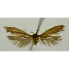 /filer/webapps/moths/media/images/E/explanata_Limnaecia_HT897_TMSA_01.jpg