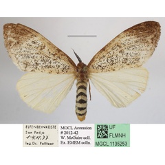 /filer/webapps/moths/media/images/M/mgcl1135253_grisea_Dasychira1.JPG