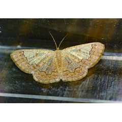 /filer/webapps/moths/media/images/G/glareosa_Zamarada_A_Roland_01.jpg