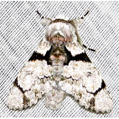 /filer/webapps/moths/media/images/S/senex_Thiacidas_A_Braun_09.jpg