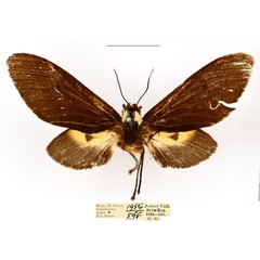 /filer/webapps/moths/media/images/N/nigerrima_Casphalia_AF_BMNH_bj6fJ0z.jpg
