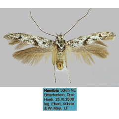 /filer/webapps/moths/media/images/A/albifuscella_Haploscythris_HT_ZMHB_k6VUKFJ.jpg